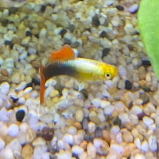 the-fish-farm Guppy Gold Tuxedo Guppy - Male 3-4cm Shop for Male Gold Tuxedo Guppies from The Fish Farm Australia