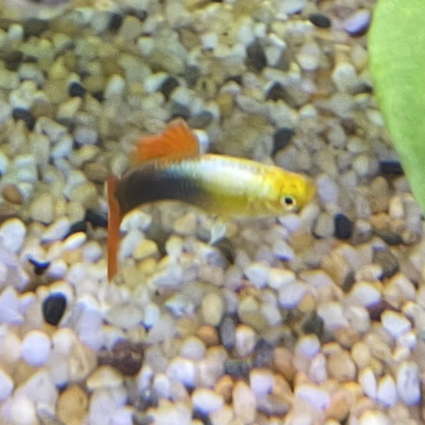 the-fish-farm Guppy Gold Tuxedo Guppy - Male 3-4cm Shop for Male Gold Tuxedo Guppies from The Fish Farm Australia