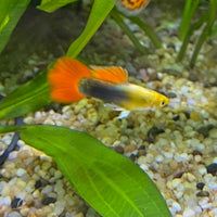 the-fish-farm Guppy Gold Tuxedo Guppy - Male 3-4cm Shop for Male Gold Tuxedo Guppies from The Fish Farm Australia