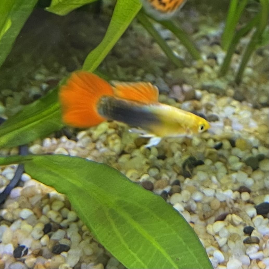 the-fish-farm Guppy Gold Tuxedo Guppy - Male 3-4cm Shop for Male Gold Tuxedo Guppies from The Fish Farm Australia