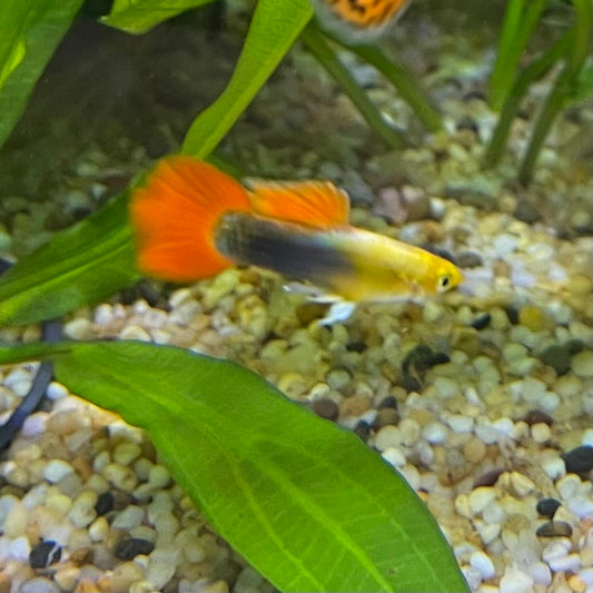 the-fish-farm Guppy Gold Tuxedo Guppy - Male 3-4cm Shop for Male Gold Tuxedo Guppies from The Fish Farm Australia
