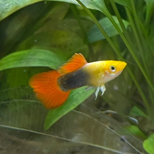 the-fish-farm Guppy Gold Tuxedo Guppy - Male 3-4cm Shop for Male Gold Tuxedo Guppies from The Fish Farm Australia