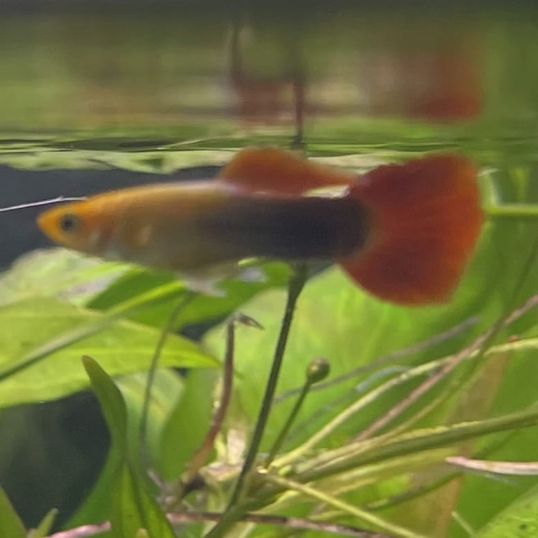 the-fish-farm Guppy Gold Tuxedo Guppy - Male 3-4cm Shop for Male Gold Tuxedo Guppies from The Fish Farm Australia