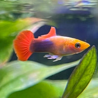 the-fish-farm Guppy Gold Tuxedo Guppy - Male 3-4cm Shop for Male Gold Tuxedo Guppies from The Fish Farm Australia