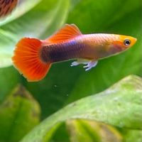 the-fish-farm Guppy Gold Tuxedo Guppy - Male 3-4cm Shop for Male Gold Tuxedo Guppies from The Fish Farm Australia