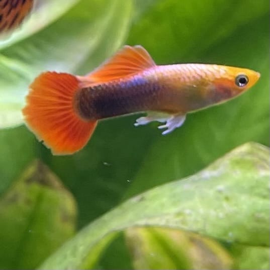 the-fish-farm Guppy Gold Tuxedo Guppy - Male 3-4cm Shop for Male Gold Tuxedo Guppies from The Fish Farm Australia