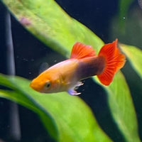 the-fish-farm Guppy Gold Tuxedo Guppy - Male 3-4cm Shop for Male Gold Tuxedo Guppies from The Fish Farm Australia