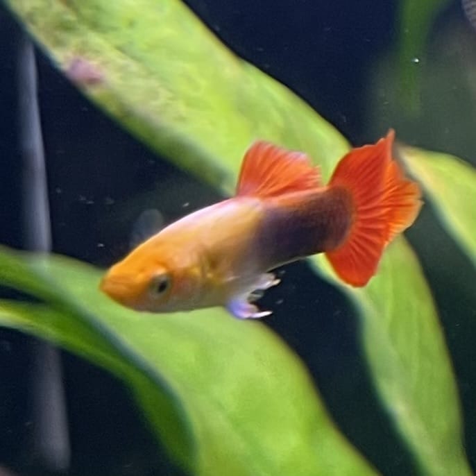 the-fish-farm Guppy Gold Tuxedo Guppy - Male 3-4cm Shop for Male Gold Tuxedo Guppies from The Fish Farm Australia