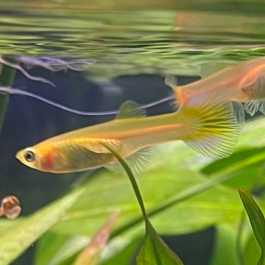 the-fish-farm Guppy Golden Cobra Guppy - Female 3-4cm Buy aquarium fish and Golden Cobra female Guppies from The Fish Farm