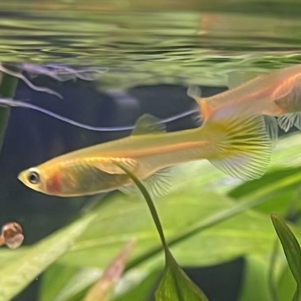 the-fish-farm Guppy Golden Cobra Guppy - Female 3-4cm Buy aquarium fish and Golden Cobra female Guppies from The Fish Farm