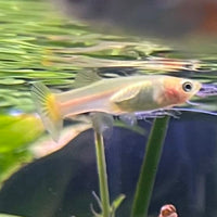 the-fish-farm Guppy Golden Cobra Guppy - Female 3-4cm Buy aquarium fish and Golden Cobra female Guppies from The Fish Farm