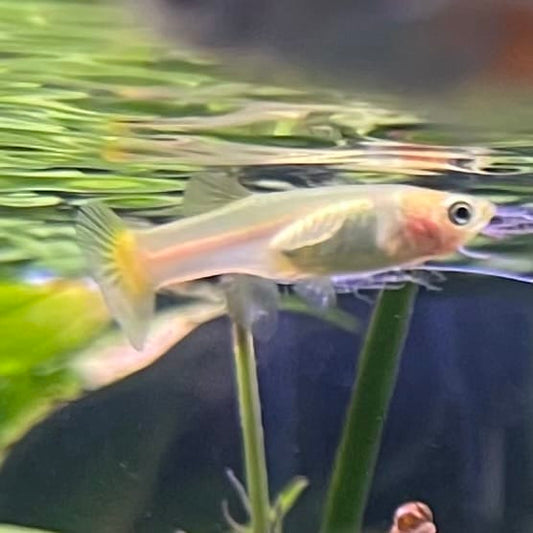 the-fish-farm Guppy Golden Cobra Guppy - Female 3-4cm Buy aquarium fish and Golden Cobra female Guppies from The Fish Farm