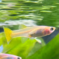 the-fish-farm Guppy Golden Cobra Guppy - Female 3-4cm Buy aquarium fish and Golden Cobra female Guppies from The Fish Farm