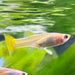 the-fish-farm Guppy Golden Cobra Guppy - Female 3-4cm Buy aquarium fish and Golden Cobra female Guppies from The Fish Farm