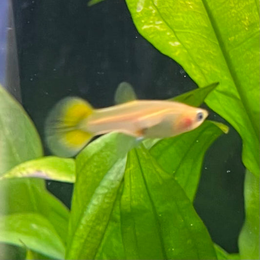 the-fish-farm Guppy Golden Cobra Guppy - Female 3-4cm Buy aquarium fish and Golden Cobra female Guppies from The Fish Farm