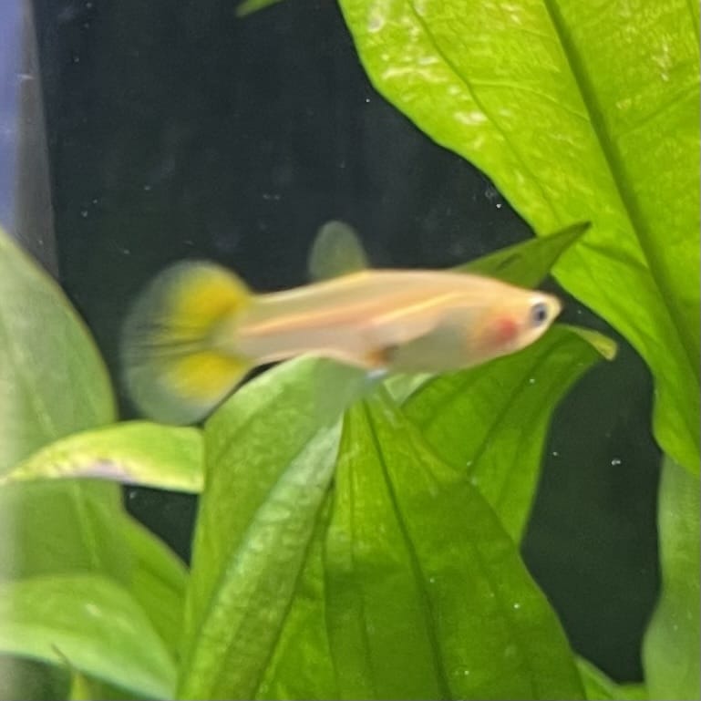 the-fish-farm Guppy Golden Cobra Guppy - Female 3-4cm Buy aquarium fish and Golden Cobra female Guppies from The Fish Farm