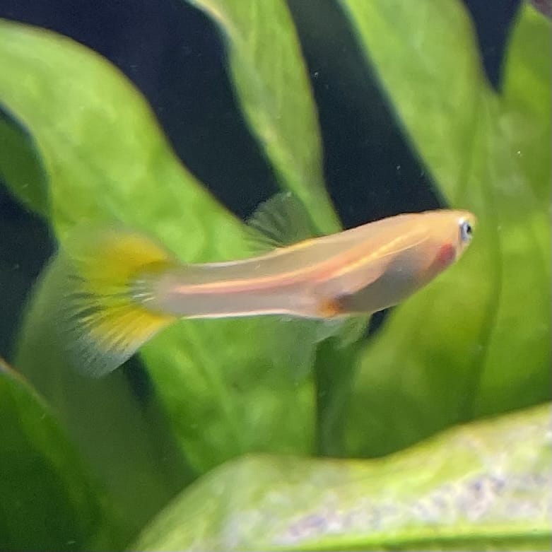 the-fish-farm Guppy Golden Cobra Guppy - Female 3-4cm Buy aquarium fish and Golden Cobra female Guppies from The Fish Farm