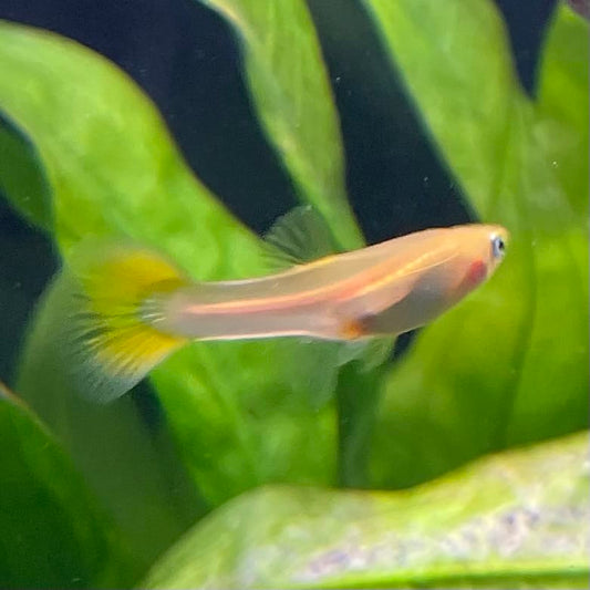 the-fish-farm Guppy Golden Cobra Guppy - Female 3-4cm Buy aquarium fish and Golden Cobra female Guppies from The Fish Farm