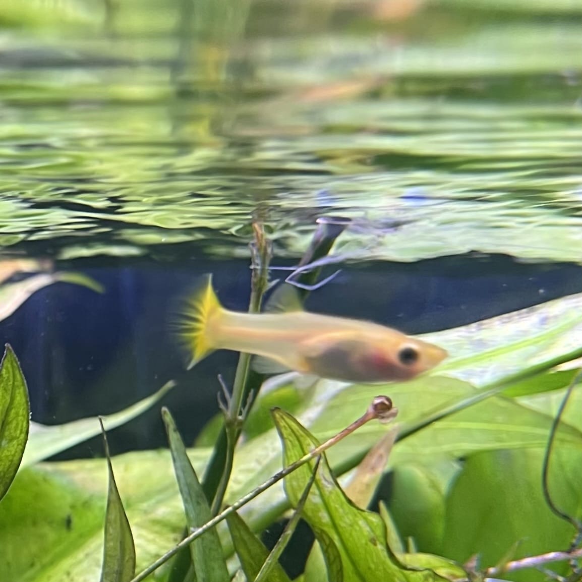 the-fish-farm Guppy Golden Cobra Guppy - Female 3-4cm Buy aquarium fish and Golden Cobra female Guppies from The Fish Farm