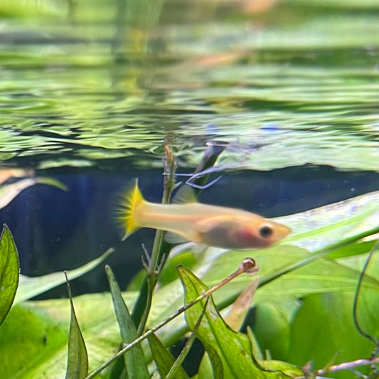 the-fish-farm Guppy Golden Cobra Guppy - Female 3-4cm Buy aquarium fish and Golden Cobra female Guppies from The Fish Farm