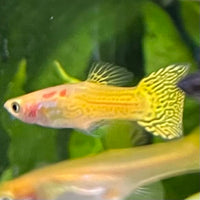 the-fish-farm Guppy Golden Cobra Guppy - Male 3-4cm Buy Golden Cobra Guppy - Male from The Fish Farm Australia