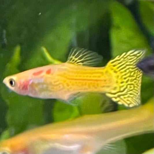 the-fish-farm Guppy Golden Cobra Guppy - Male 3-4cm Buy Golden Cobra Guppy - Male from The Fish Farm Australia