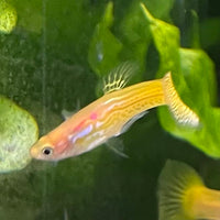 the-fish-farm Guppy Golden Cobra Guppy - Male 3-4cm Buy Golden Cobra Guppy - Male from The Fish Farm Australia