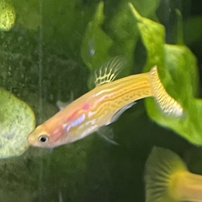the-fish-farm Guppy Golden Cobra Guppy - Male 3-4cm Buy Golden Cobra Guppy - Male from The Fish Farm Australia