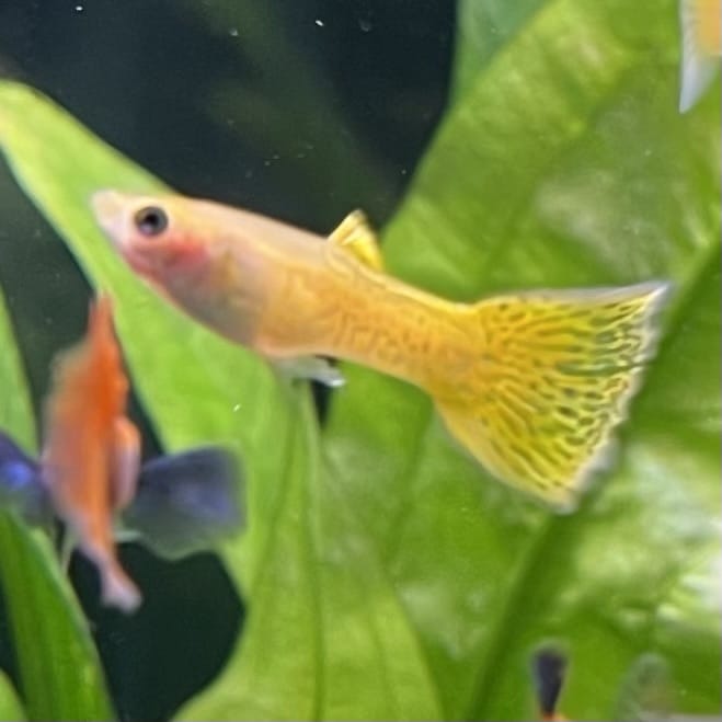 the-fish-farm Guppy Golden Cobra Guppy - Male 3-4cm Buy Golden Cobra Guppy - Male from The Fish Farm Australia