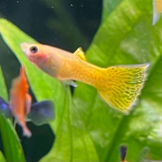 the-fish-farm Guppy Golden Cobra Guppy - Male 3-4cm Buy Golden Cobra Guppy - Male from The Fish Farm Australia
