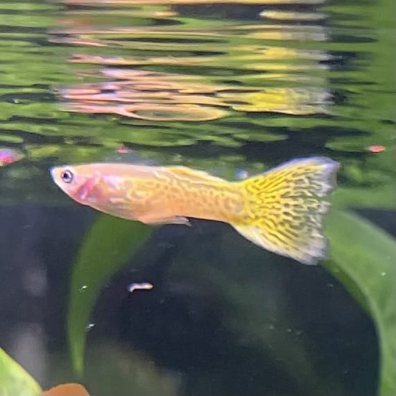 the-fish-farm Guppy Golden Cobra Guppy - Male 3-4cm Buy Golden Cobra Guppy - Male from The Fish Farm Australia