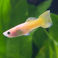 the-fish-farm Guppy Golden Cobra Guppy - Male 3-4cm Buy Golden Cobra Guppy - Male from The Fish Farm Australia