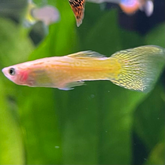 the-fish-farm Guppy Golden Cobra Guppy - Male 3-4cm Buy Golden Cobra Guppy - Male from The Fish Farm Australia