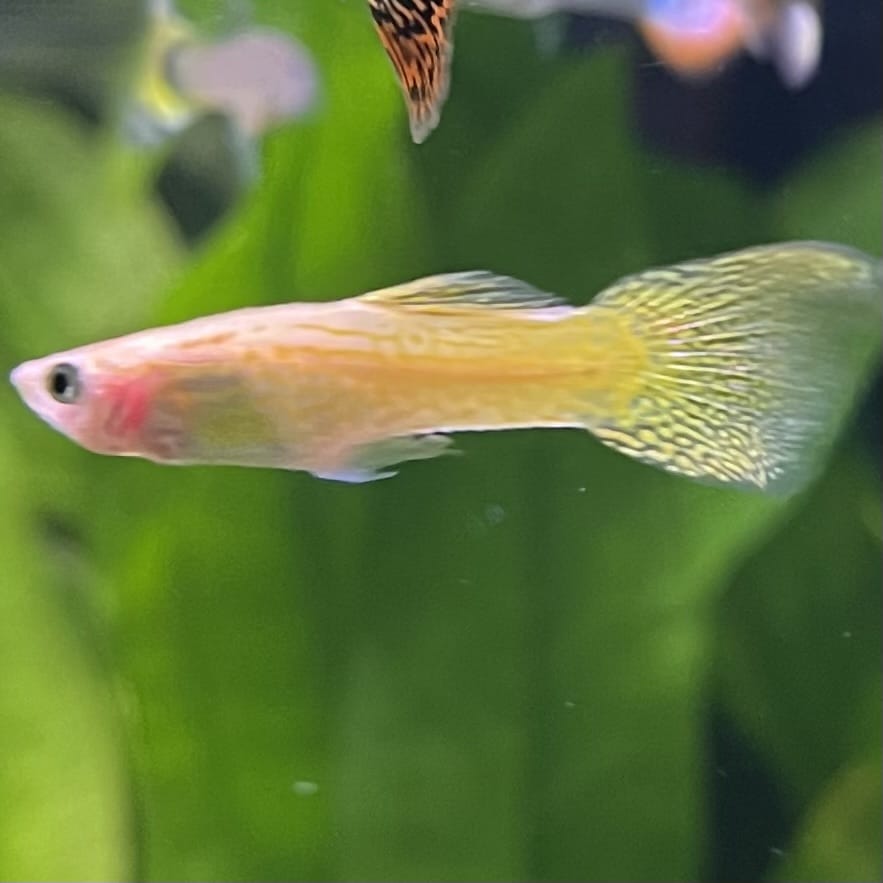 the-fish-farm Guppy Golden Cobra Guppy - Male 3-4cm Buy Golden Cobra Guppy - Male from The Fish Farm Australia