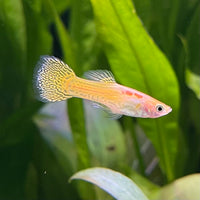 the-fish-farm Guppy Golden Cobra Guppy - Male 3-4cm Buy Golden Cobra Guppy - Male from The Fish Farm Australia