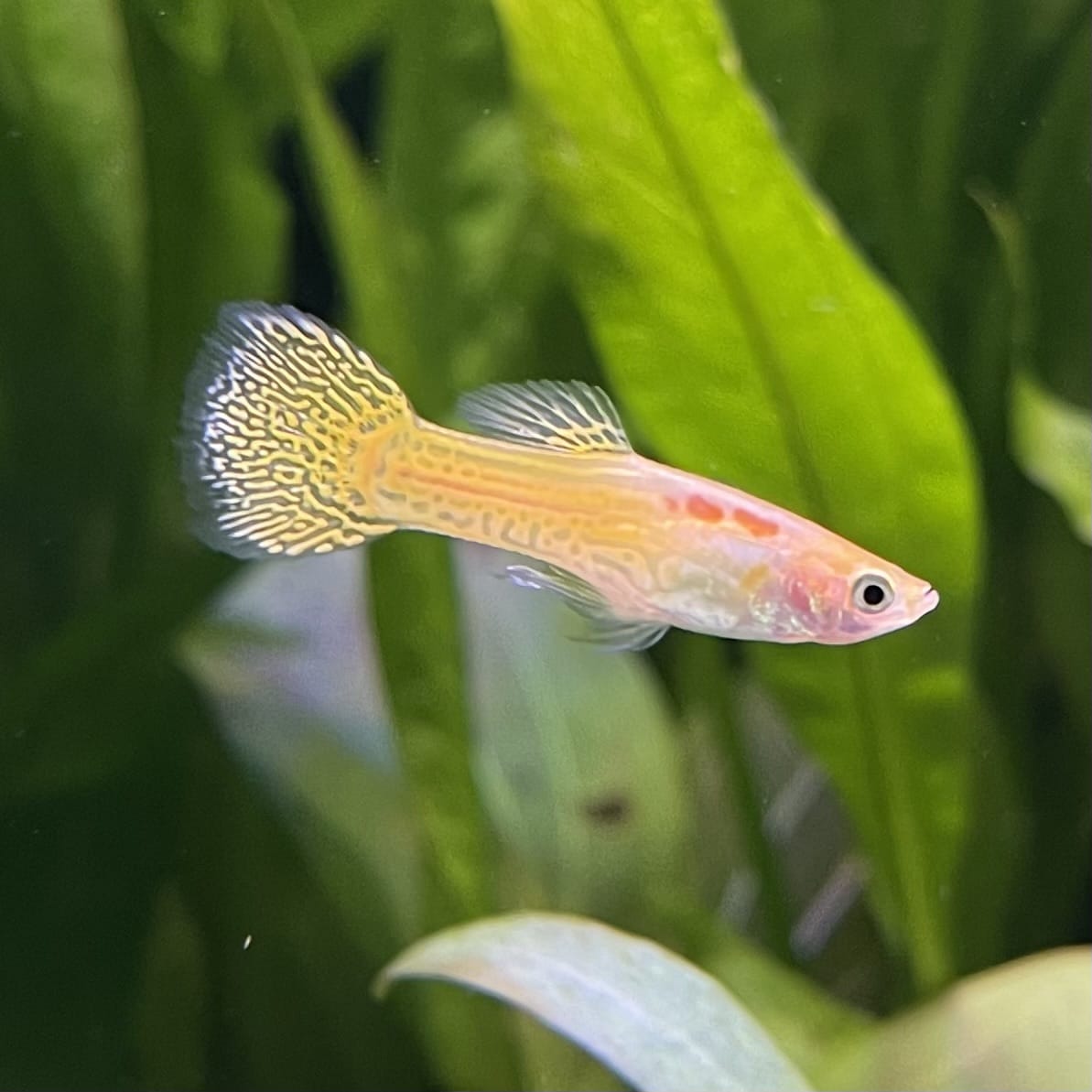 the-fish-farm Guppy Golden Cobra Guppy - Male 3-4cm Buy Golden Cobra Guppy - Male from The Fish Farm Australia