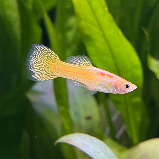 the-fish-farm Guppy Golden Cobra Guppy - Male 3-4cm Buy Golden Cobra Guppy - Male from The Fish Farm Australia