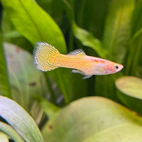 the-fish-farm Guppy Golden Cobra Guppy - Male 3-4cm Buy Golden Cobra Guppy - Male from The Fish Farm Australia