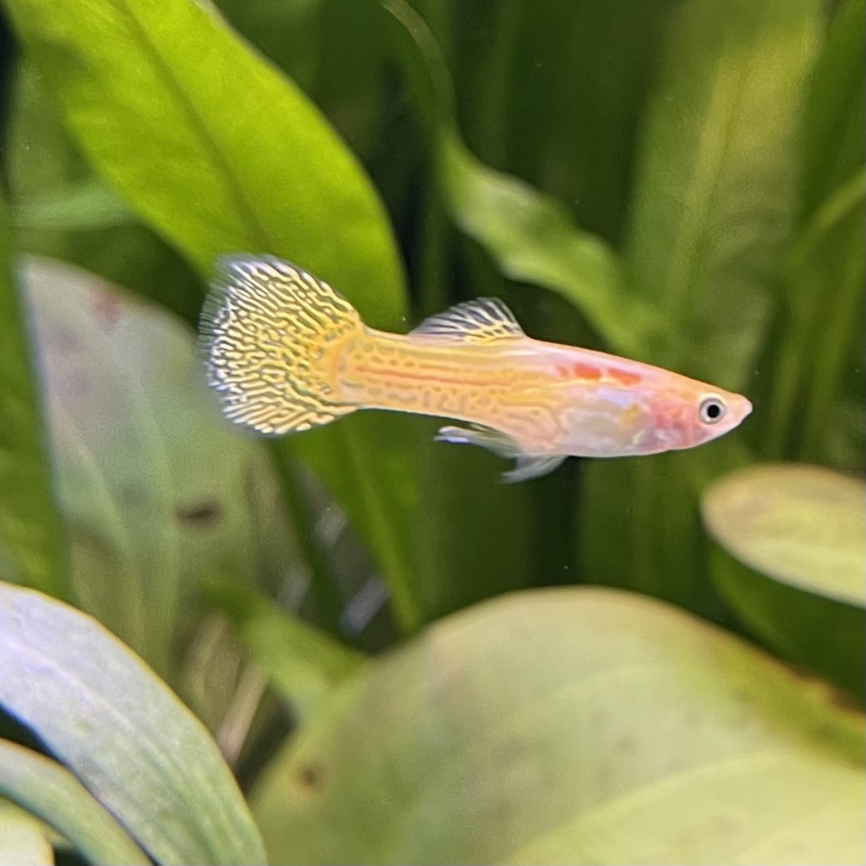 the-fish-farm Guppy Golden Cobra Guppy - Male 3-4cm Buy Golden Cobra Guppy - Male from The Fish Farm Australia