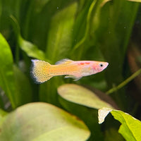 the-fish-farm Guppy Golden Cobra Guppy - Male 3-4cm Buy Golden Cobra Guppy - Male from The Fish Farm Australia