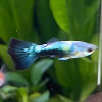 the-fish-farm Guppy Golden Crow Guppy - Male 3-4cm Buy Golden Crow Guppy - Male from The Fish Farm Australia