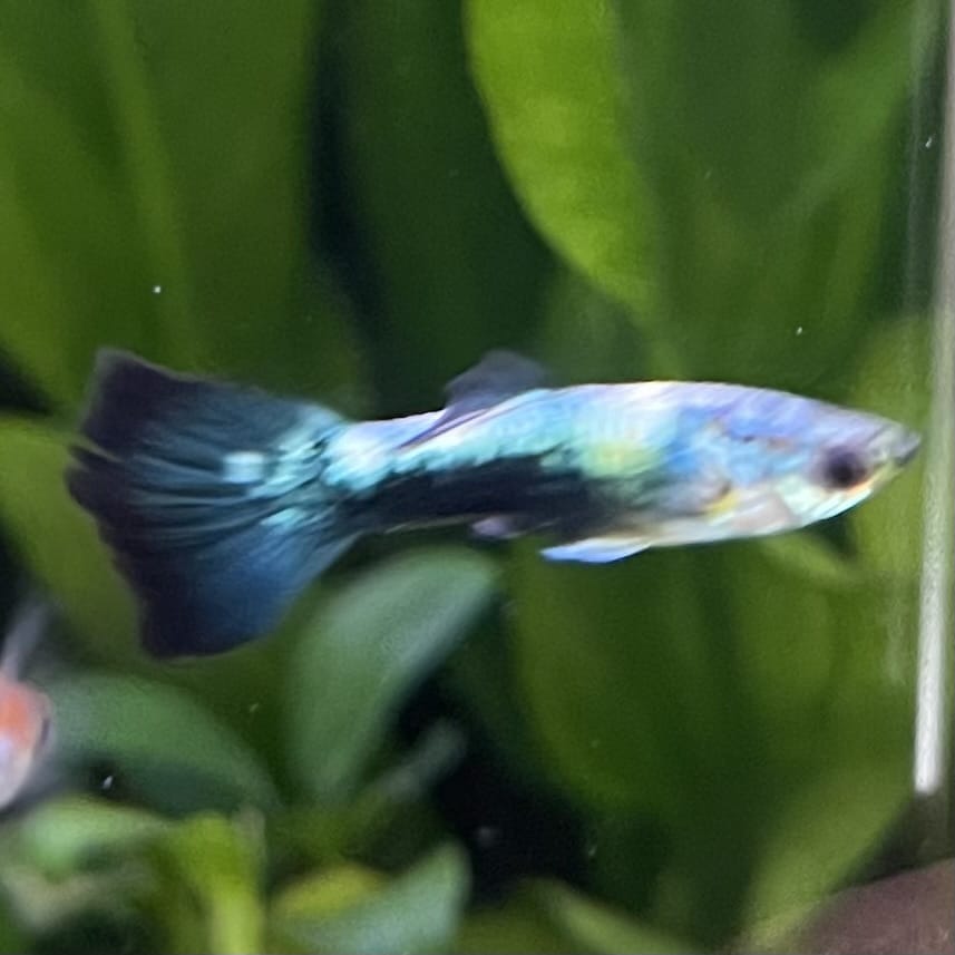 the-fish-farm Guppy Golden Crow Guppy - Male 3-4cm Buy Golden Crow Guppy - Male from The Fish Farm Australia