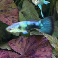 the-fish-farm Guppy Golden Crow Guppy - Male 3-4cm Buy Golden Crow Guppy - Male from The Fish Farm Australia