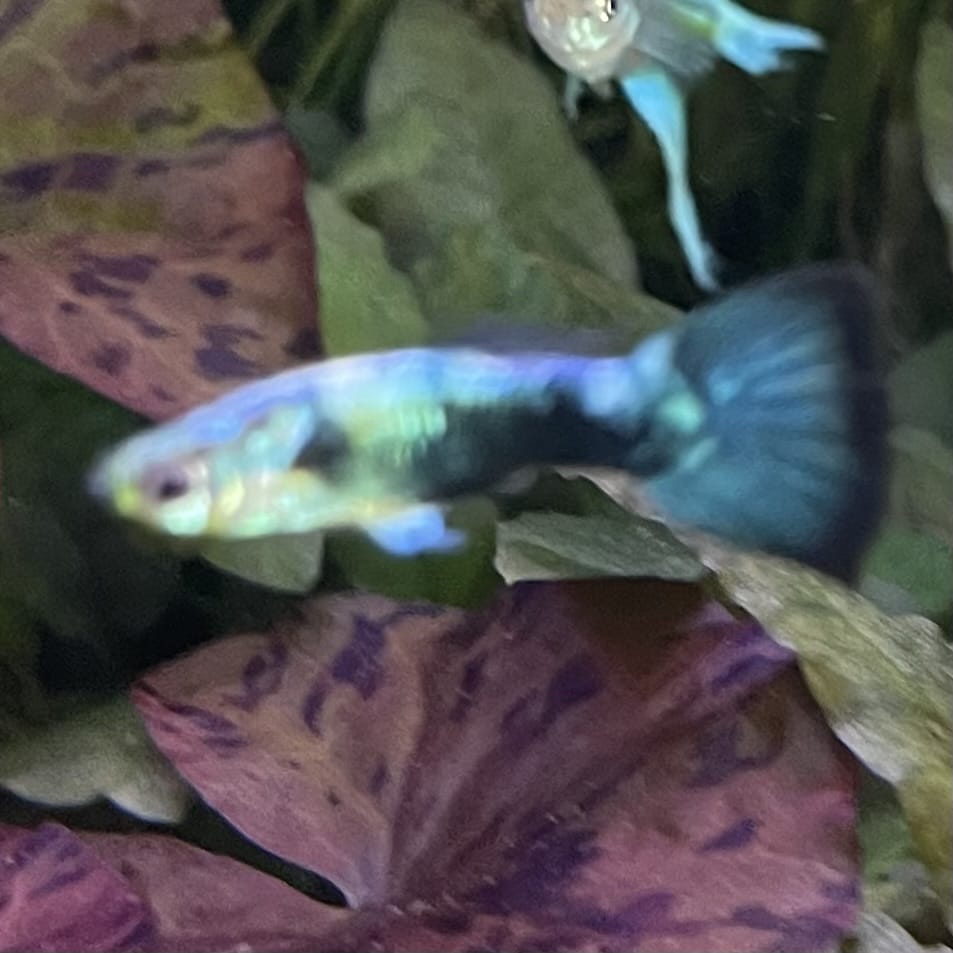 the-fish-farm Guppy Golden Crow Guppy - Male 3-4cm Buy Golden Crow Guppy - Male from The Fish Farm Australia