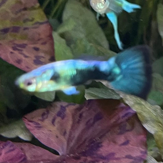 the-fish-farm Guppy Golden Crow Guppy - Male 3-4cm Buy Golden Crow Guppy - Male from The Fish Farm Australia