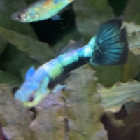 the-fish-farm Guppy Golden Crow Guppy - Male 3-4cm Buy Golden Crow Guppy - Male from The Fish Farm Australia