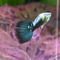 the-fish-farm Guppy Golden Crow Guppy - Male 3-4cm Buy Golden Crow Guppy - Male from The Fish Farm Australia