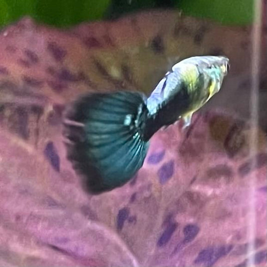 the-fish-farm Guppy Golden Crow Guppy - Male 3-4cm Buy Golden Crow Guppy - Male from The Fish Farm Australia