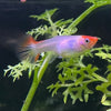 the-fish-farm Guppy Golden Koi Guppy - Female 3-4cm Buy Female Golden Koi Guppy shipped direct from The Fish Farm Australia