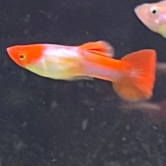 the-fish-farm Guppy Golden Koi Guppy - Male 3-4cm Buy Male Golden Koi Guppy shipped direct from The Fish Farm Australia